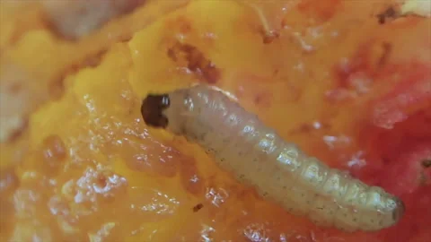 The fruit worm gnaws into the juicy pulp of the fruit Video stock 171369046