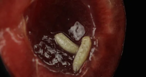 Fruit worms in rotten cherry, black background. Larva of cherry flies. Closeup Stock Footage 110472234