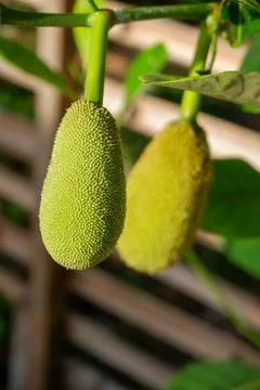 The fruit of a young jackfruit on a tree Stock-Fotos
