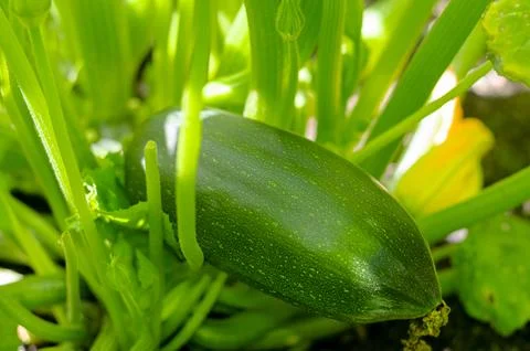Fruit of zucchini squash grows on bush Stock-Fotos