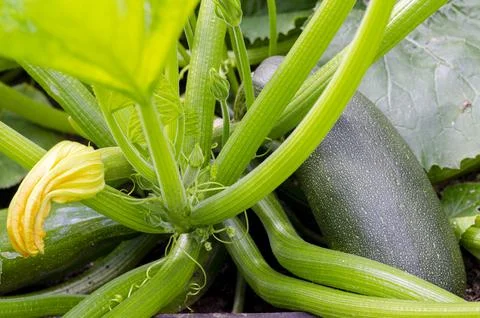 Fruit of zucchini squash grows on bush Stockfoto's