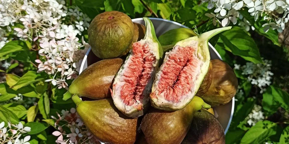 Fruit3 Stock Photos