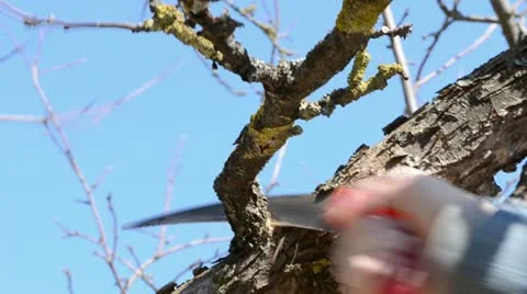 Fruiter branch cutting with saw in springtime Stock Footage 10879591
