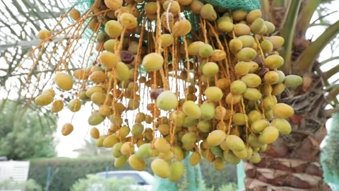 Fruitful Branches of Palm Tree Dates Stock Footage 203595393