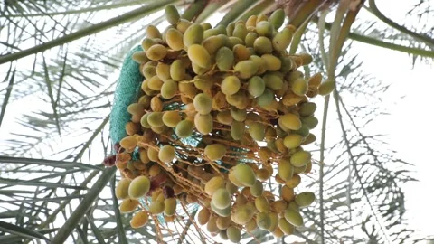 Fruitful Branches of Palm Tree Dates Stock Footage 203595441