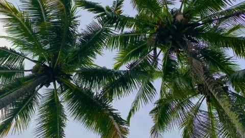Fruitful coconut trees Stockbeeldmateriaal 232191174