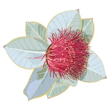 Fruitful Mottlecah Eucalyptus Realistic Vector Illustration Illustrazione stock