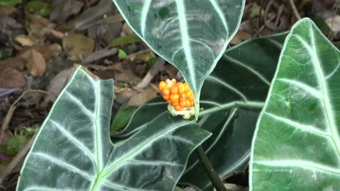 Fruiting aroid, Malaysia Stock Footage 145339664