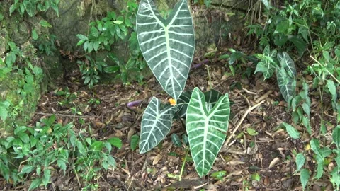 Fruiting aroid, Malaysia Stock Footage 145339694