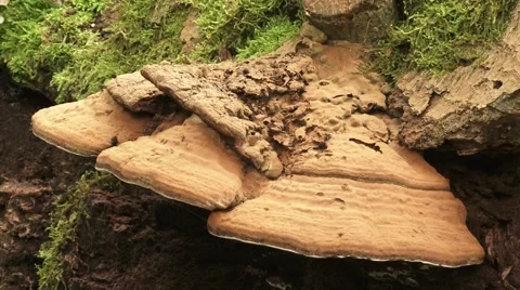 Fruiting body of a Bracket Fungus on decaying stump + zoom out sprinkled spores Stock Footage 43382122