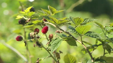 Fruiting bramble from the Rubus genus with red, dark purple, and unripe ber.. Stock Footage 345777467