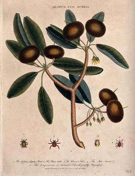 Fruiting branch of a sapodillo tree (Manilkara zapota) and four mites. Colo.. Stock Illustration