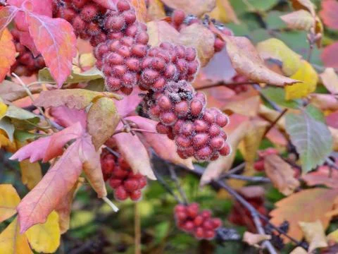 Fruiting Branches of Rhus aromatica with Red Berry Clusters Fotos Stock