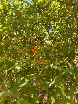 Fruiting Cabeludinha in Nature Stock Photos