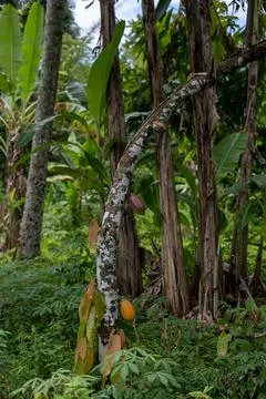 Fruiting Cacao Tree in Tropical Bali Garden Stock Photos