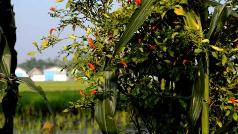 Fruiting chili plants Stock-Footage 230212187