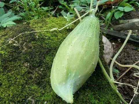 Fruiting cucumber plant Stock Photos