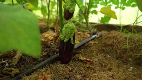 Fruiting, cute and delicious eggplant vegetables Stock Footage 283127556
