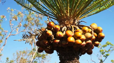 Fruiting cycad Stock Footage 52226595