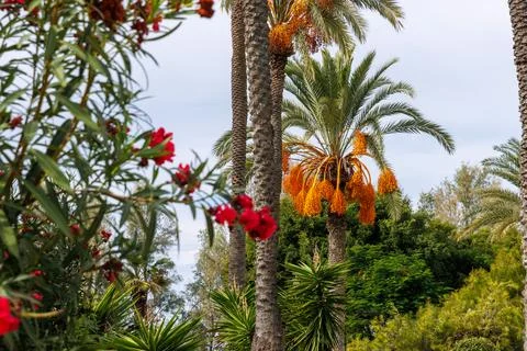Fruiting date palm and blooming oleander in a Mediterranean coastal resort .. Stock Photos