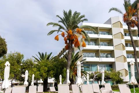 Fruiting date palm and oleander in front of a modern Mediterranean resort h.. Фото