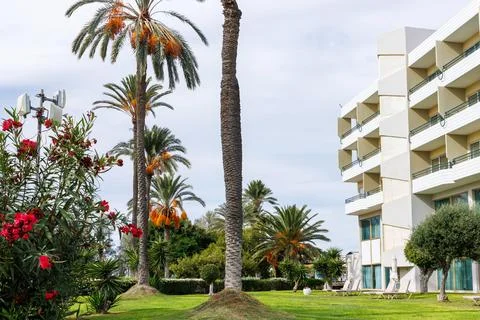Fruiting date palm and oleander in front of a modern Mediterranean resort h.. Stock Photos