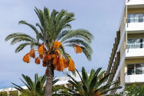 Fruiting date palm with orange date clusters in front of a white Mediterran.. Stock Photos