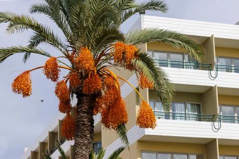 Fruiting date palm with orange date clusters in front of a white Mediterran.. Stock Photos