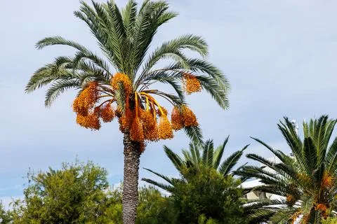 Fruiting date palm with orange date clusters in a Mediterranean garden unde.. Stock Photos