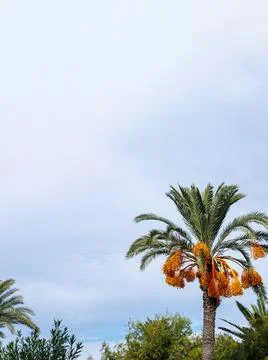Fruiting date palm with orange date clusters in a Mediterranean garden unde.. Stock Photos