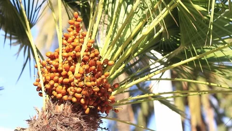 Fruiting dwarf fan palm. Close-up of fan palm on a sunny day Stock Footage 287133110
