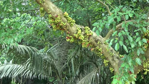 Fruiting fig tree, Malaysia Stock Footage 145339511