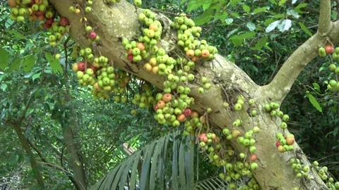 Fruiting fig tree, Malaysia Stock Footage 145339539
