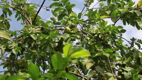 A fruiting guava plant Stock Footage 292193351