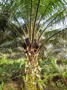 Fruiting oil palm tree Stock Photos