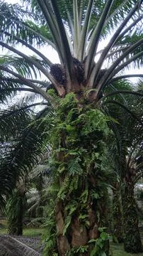 Fruiting Oil Palm Tree Stock Photos