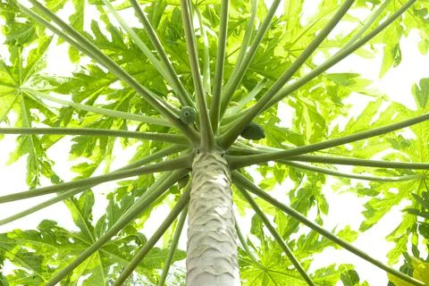 The fruiting papaya tree and the branches of the papaya tree. Stock Photos