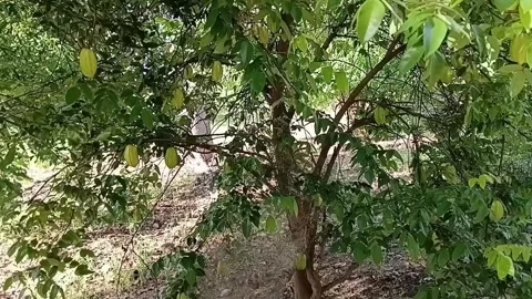 Fruiting Star Fruit Tree In Garden 動画素材 335275470