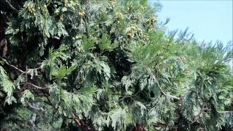 Fruiting Thuja tree Stock Footage 77862762