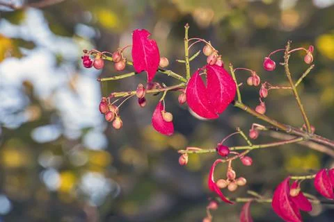 Fruiting Winged Euonymus Branch Against Soft Autumn Bokeh Stock Photos
