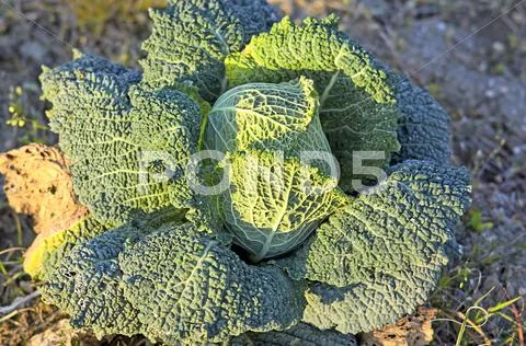 Fruiting young green cabbage head Stock Photos