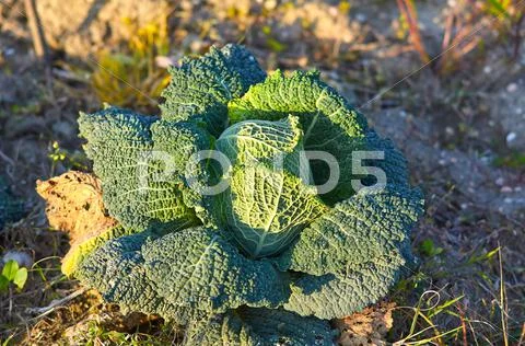 Fruiting young green cabbage head Stock Photos