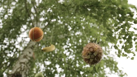 FRUITS 2 Stock Footage 124474206