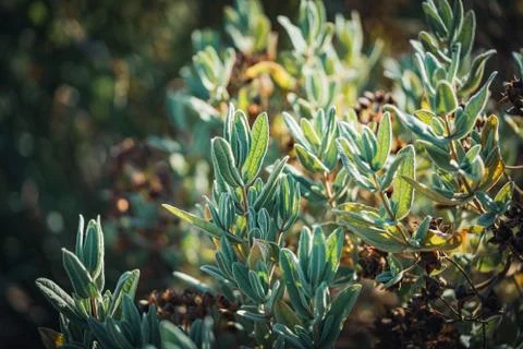 Fruits and evergreen leaves of Rock Rose shrub Stock Photos