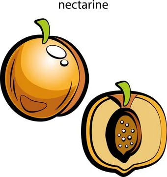 Fruits and vegetables. Stock Illustration
