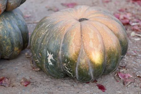 Fruits and vegetables Foto stock