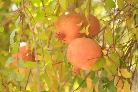 Fruits and vegetables Foto stock