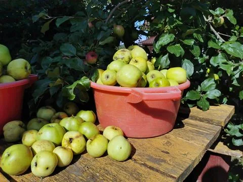 The fruits of the apple tree are apples in a basket Stock Photos