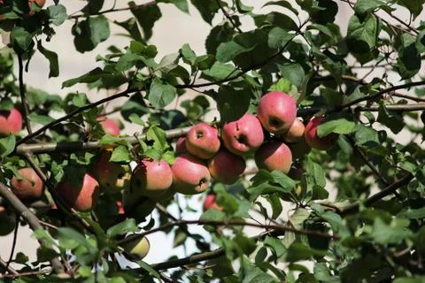 Fruits of apple on a tree, one of which is damaged and Infected by the penetr Stock Photos