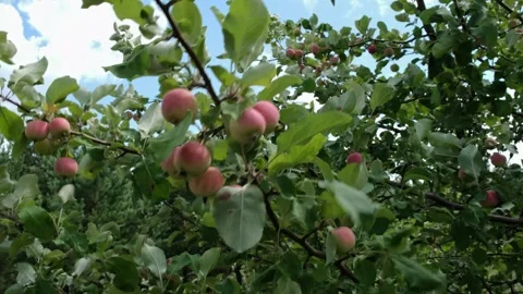 The fruits of the apple tree swing in the wind Video stock 246936683